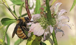 Image of American Bumblebee