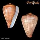 Image of Fig cone