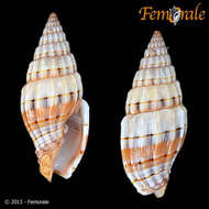 Image of Vexillum semifasciatum (Lamarck 1811)