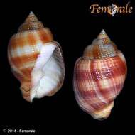 صورة Cancellariidae Forbes & Hanley 1851