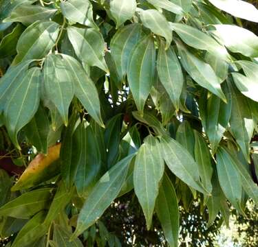 Image of laurel-leaf snailseed