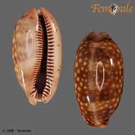 صورة <i>Cypraea zebra</i> L. 1758