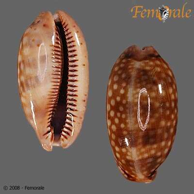 صورة <i>Cypraea zebra</i> L. 1758