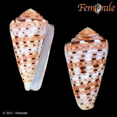 Image of cone snails