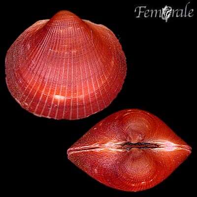 Glycymerididae Dall 1908 resmi