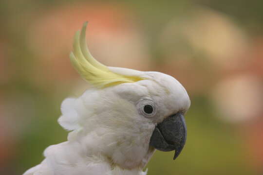 Image of Sulphur-crested Cockatoo