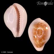 صورة Cypraea pyrum angelicae Clover 1974