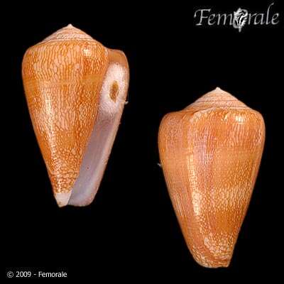 Image of cone snails