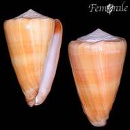 Image of cone snails