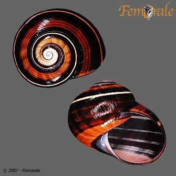 Image of Painted snail