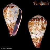 Image of Conus variegatus Kiener 1848