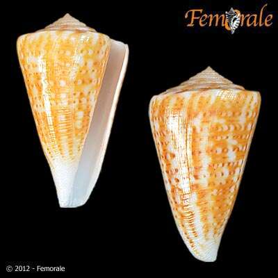 صورة Conus Linnaeus 1758