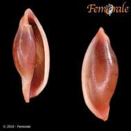 Image of <i>Simnia ilhabelensis</i> Fehse 2001