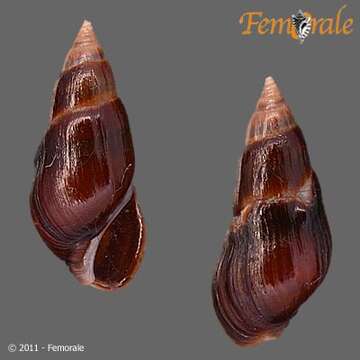 صورة Melanopsidae