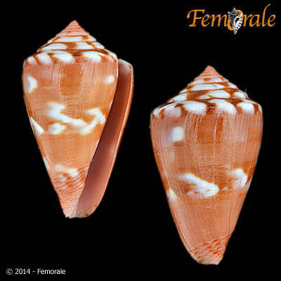 Image of Conus ziczac Megerle von Mühlfeld 1816