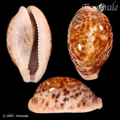 Image of cowrie