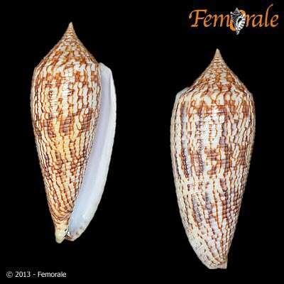 Image de Conus australis Holten 1802