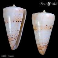 Image of cone snails