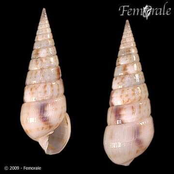 Image de unclassified Gastropoda