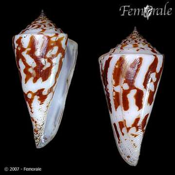 Image of Conasprella Thiele 1929