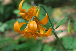 Lilium columbianum Leichtlin resmi