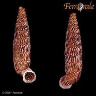 Imagem de Gongylostoma strangulata (Poey 1857)