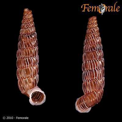 Imagem de Gongylostoma strangulata (Poey 1857)