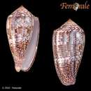 صورة Conus monachus Linnaeus 1758