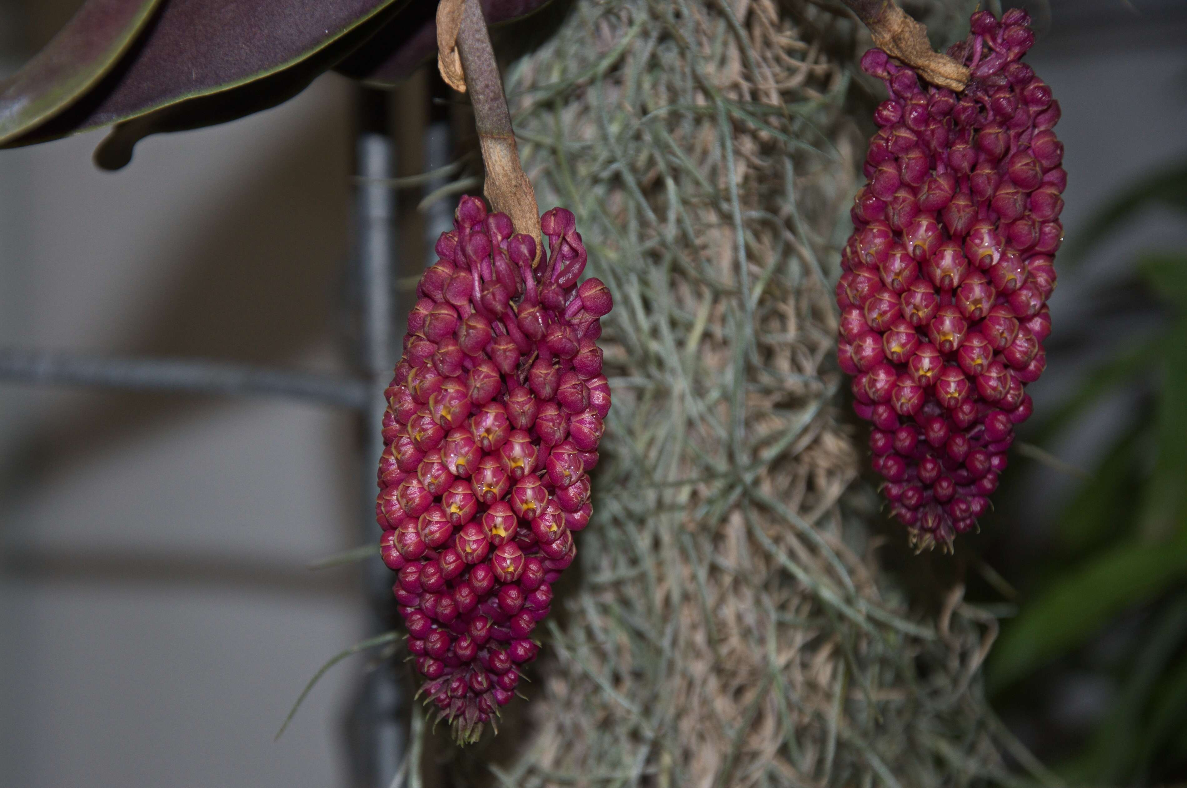 Image de Robiquetia cerina (Rchb. fil.) Garay