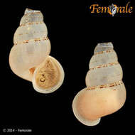 Image of Annulariidae