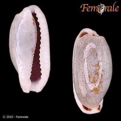 صورة Cypraea cylindrica lenella Iredale 1939