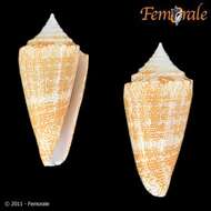 Image of Conus harlandi Petuch 1987