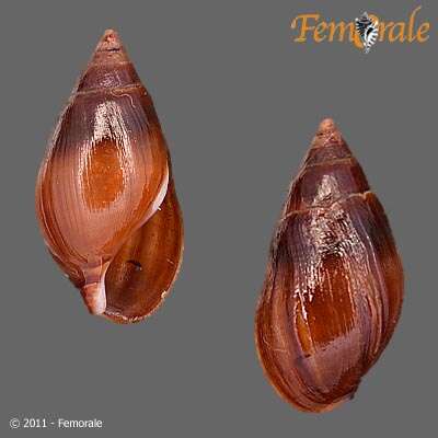 Image of unclassified Gastropoda