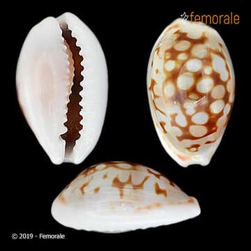 صورة Cypraea esontropia francescoi Lorenz 2002