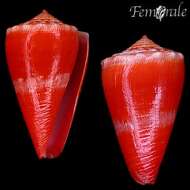 Image of Conus rosalindensis Petuch 1998