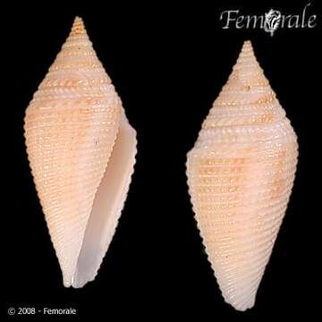 Image of Conasprella Thiele 1929