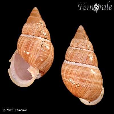 Image of achatinellid land snails