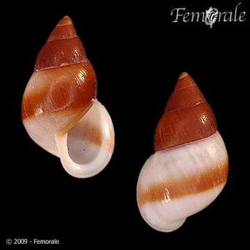 Image of Partula snails