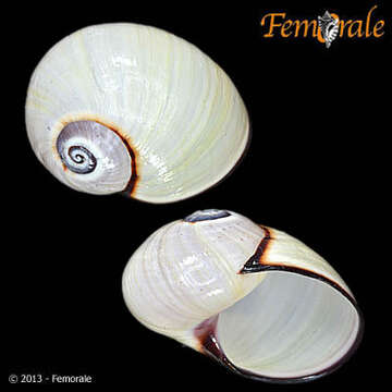 Image of Painted snail