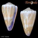 صورة Conus moreleti Crosse 1858