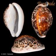 Image of cowrie