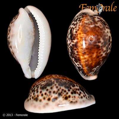 Image of cowrie