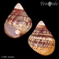 Image of Achatinella