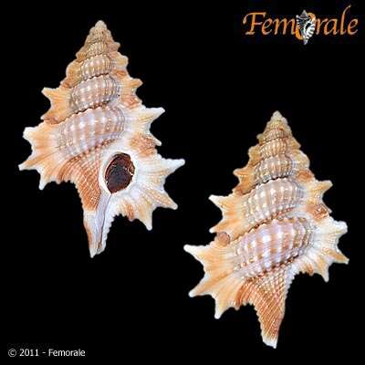 Image of Ranellidae Gray 1854