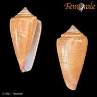 Image of Conus furvus Reeve 1843