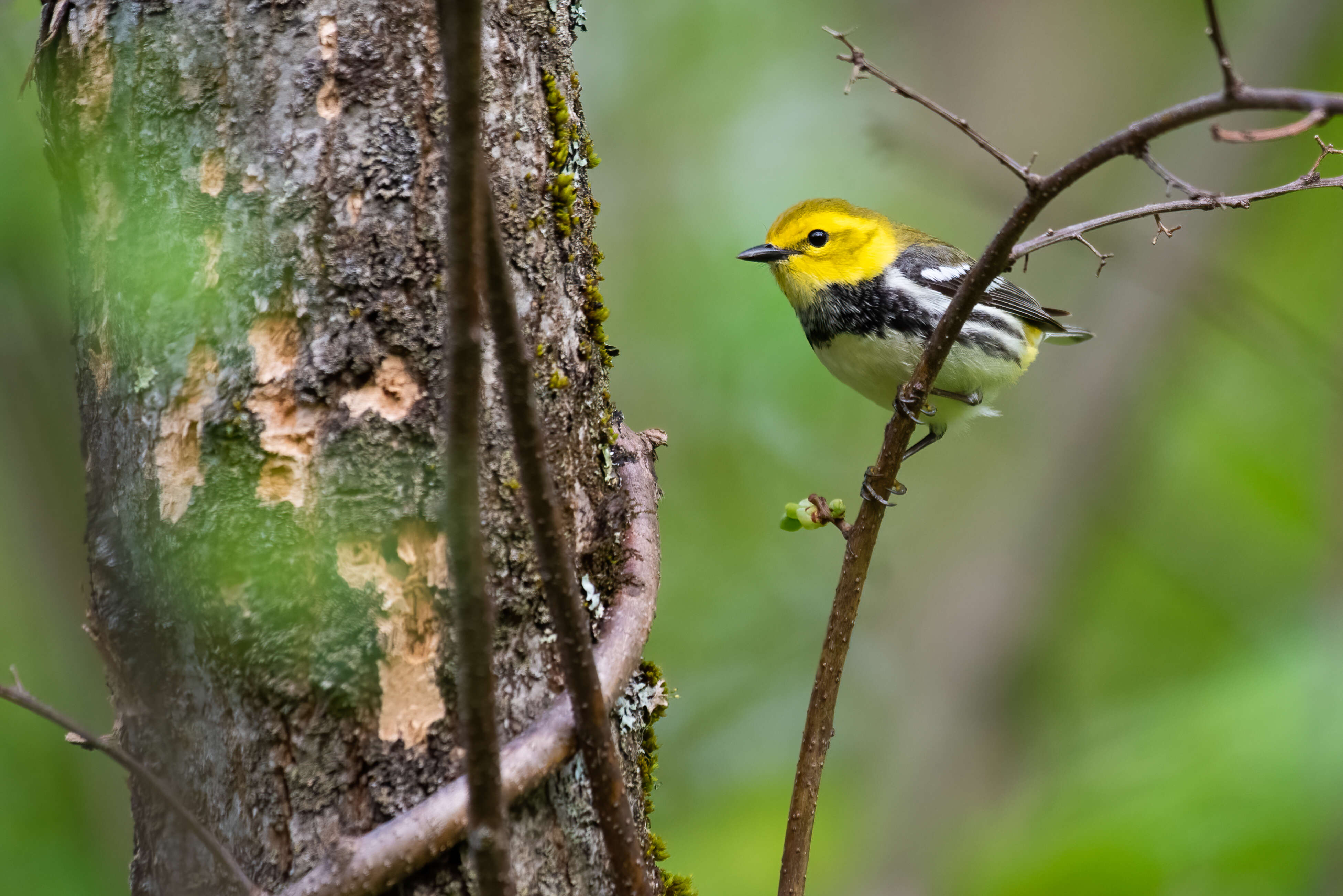 Image of Black-throated Green Warbler