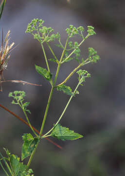 Image of hammock snakeroot