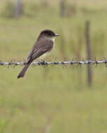 Image of Eastern Phoebe