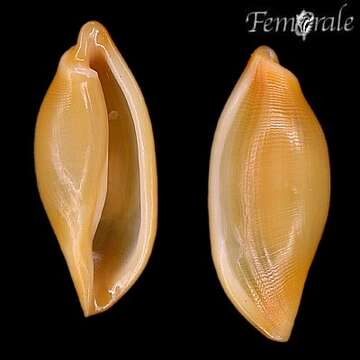 Image of false cowries