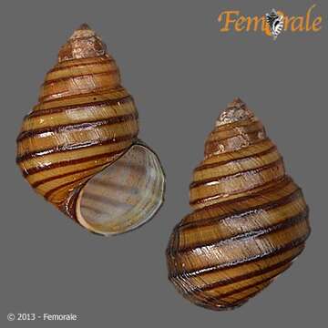 Image of river snails